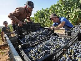 verkamenn i vingardi